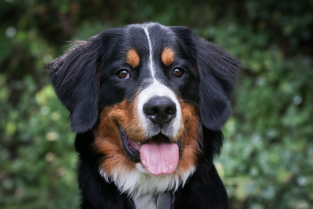 „Berner Sennenhund Anka“ • Photo by Maja Dumat – Creative Commons License BY 2.0